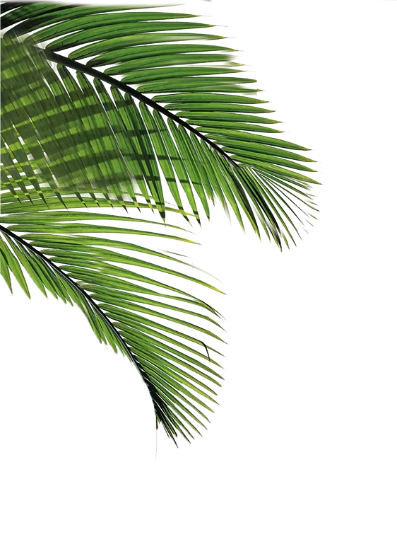 palm photo
