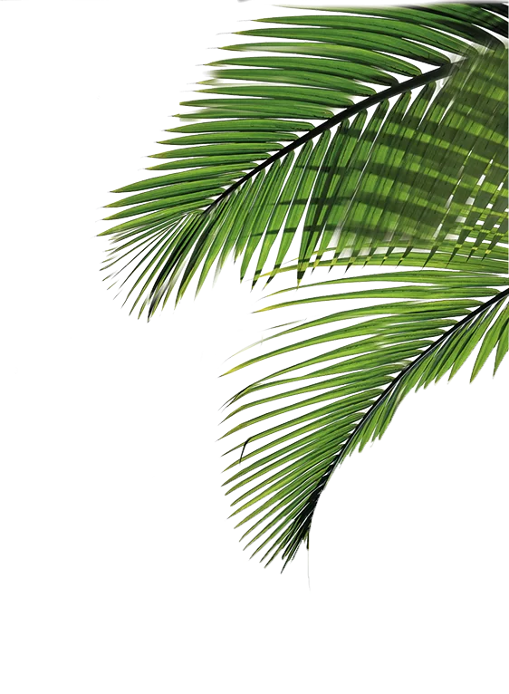 palm leaves